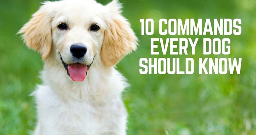 The Basic Commands Every Dog Should Know