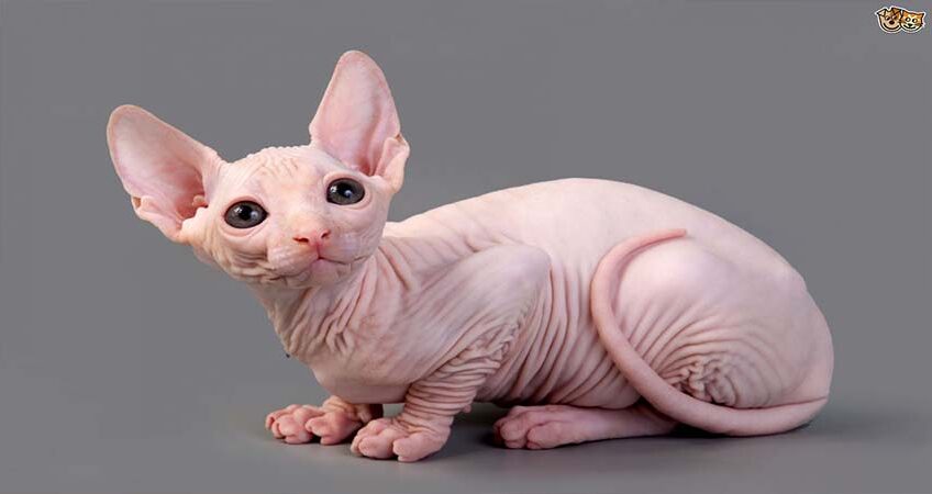 Its Not A Cat with A Skin Condition, Its A Sphynx Cat!