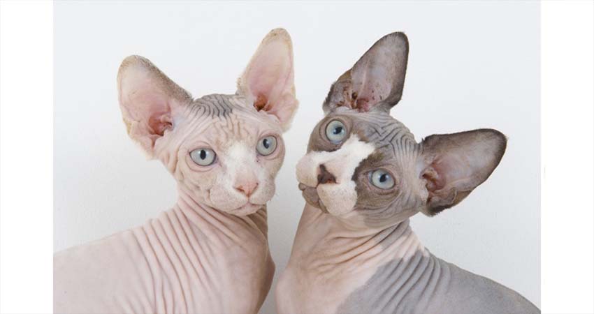Its Not A Cat with A Skin Condition, Its A Sphynx Cat!