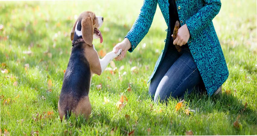 The Basic Commands Every Dog Should Know