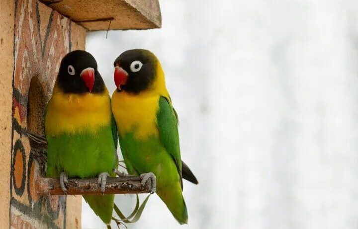 Rahasia Gacor Terjitu untuk Burung Kicau Anda
